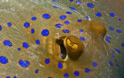 Close encounter with a Blue spotted ribbontail ray, spott... by Mona Dienhart 