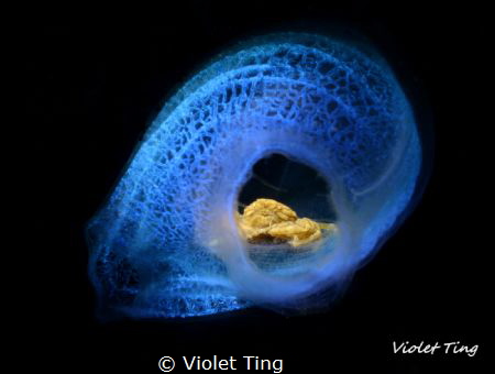A golden crab is found in a tunicate. by Violet Ting 