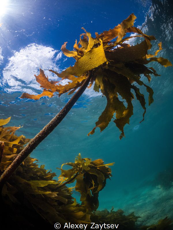 Palm trees from seaweed, in cold water.
 by Alexey Zaytsev 