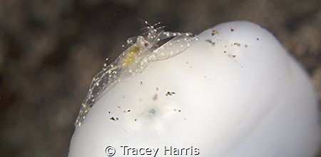 A very tiny spotted shrimp on a white Tunicate by Tracey Harris 