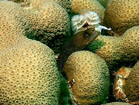 spotted eel with christmas tree worm by Jessica Vinokur 