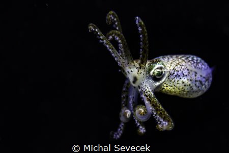 Night shot od squid. by Michal Sevecek 