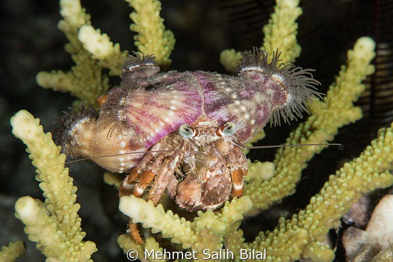Hermit crab. by Mehmet Salih Bilal 