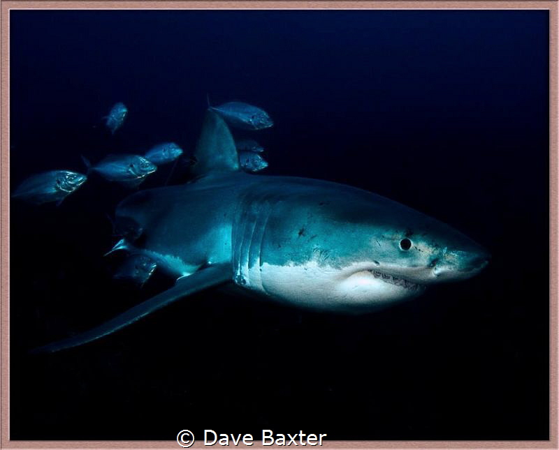 Great white with mates by Dave Baxter 