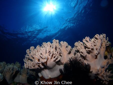 soft coral by Khow Jin Chee 