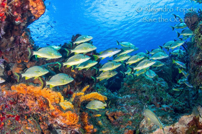 Paso del cedral Reef, Cozumel Mexico by Alejandro Topete 
