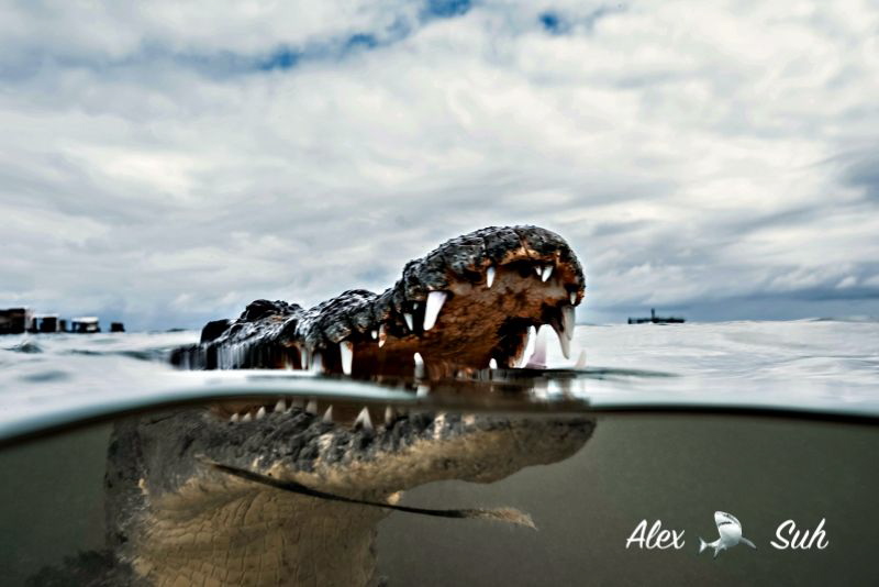 Over under image of an American Crocodile in Banco Chinch... by Alex Suh 