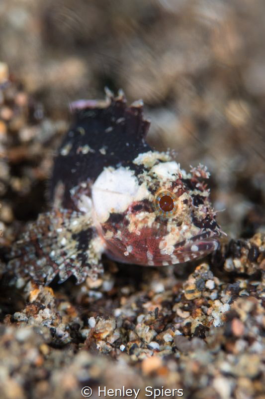 Miniature Scorpionfish by Henley Spiers 