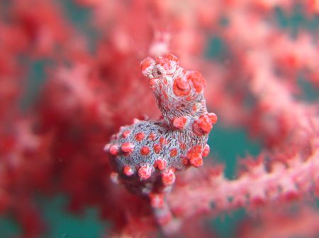 Pygmy seahorse in Lembeh 2003 hard enough to see these li... by Brad Cox 