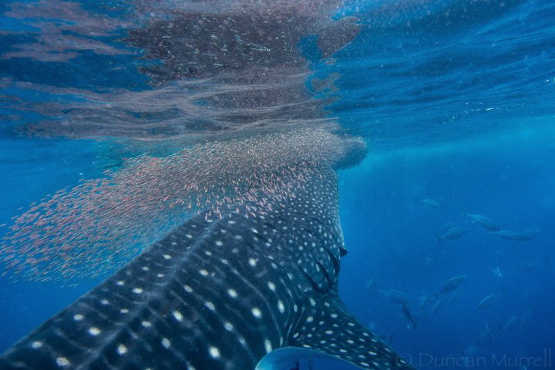 This was one of my most amazing whale shark experiences w... by Duncan Murrell 