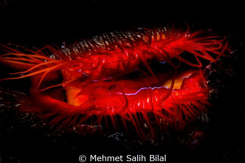 Disco clam. by Mehmet Salih Bilal 