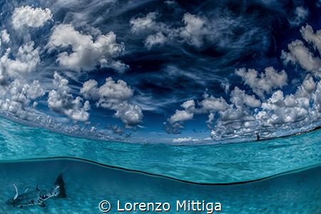 Overunder image. A great Barracuda entered the frame whil... by Lorenzo Mittiga 