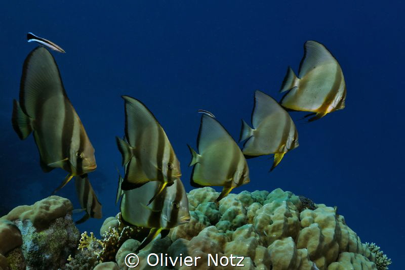 Young batfishes at cleaning station by Olivier Notz 