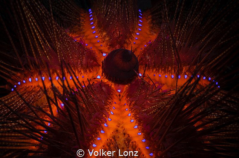 Red Diadem Seaurchin

With this glowimg seastar, i wish... by Volker Lonz 