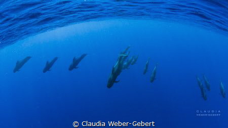 FREEDOM.......... !!!
(with permit of MAGRAMA) by Claudia Weber-Gebert 