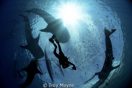 Diver among whale sharks in the Philippines. by Troy Mayne 