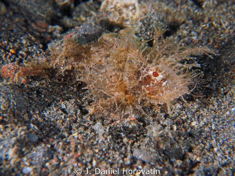 Ambon scorpionfish by J. Daniel Horovatin 