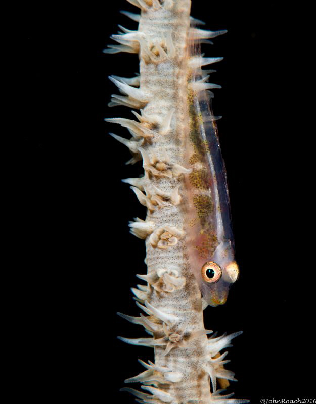 Wire Coral Goby Liberty Wreck Bali by John Roach 