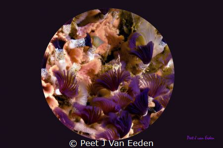 Colorful Tube Worms by Peet J Van Eeden 