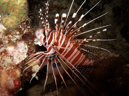 Ragged fin Lionfish on a night dive in Mabul by Alex Lim 