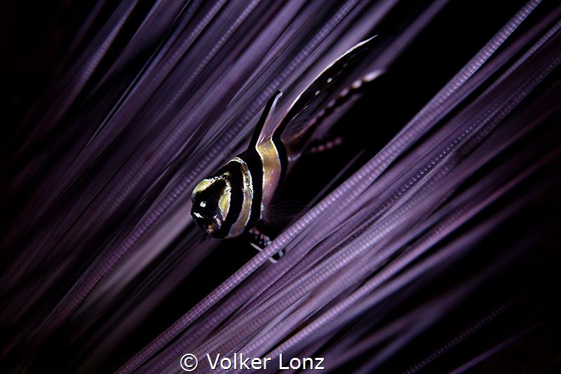 banggai-cardinalfish | juvenil by Volker Lonz 