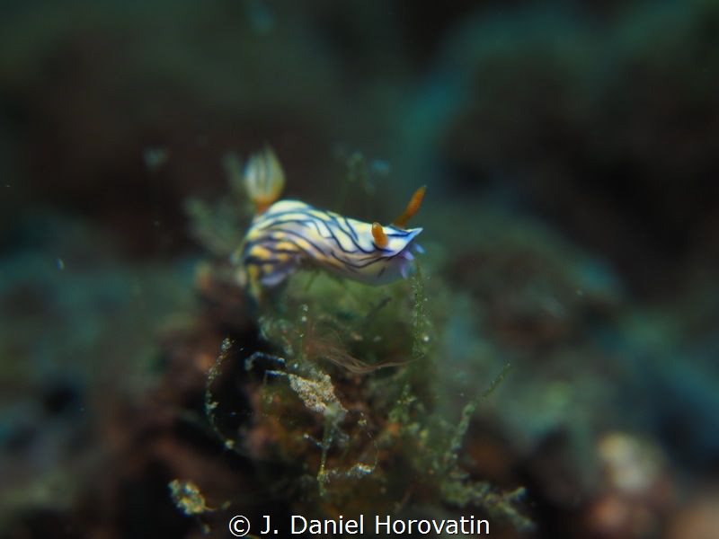 Nudibranch on the move by J. Daniel Horovatin 