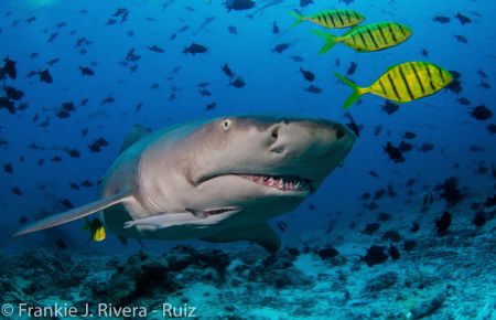 The look of a  Lemon Shark by Frankie Rivera 
