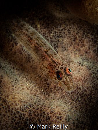 hiding fish by Mark Reilly 