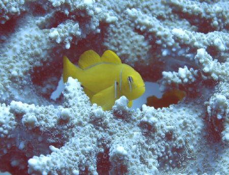 lemon coral goby by Richard Williams 
