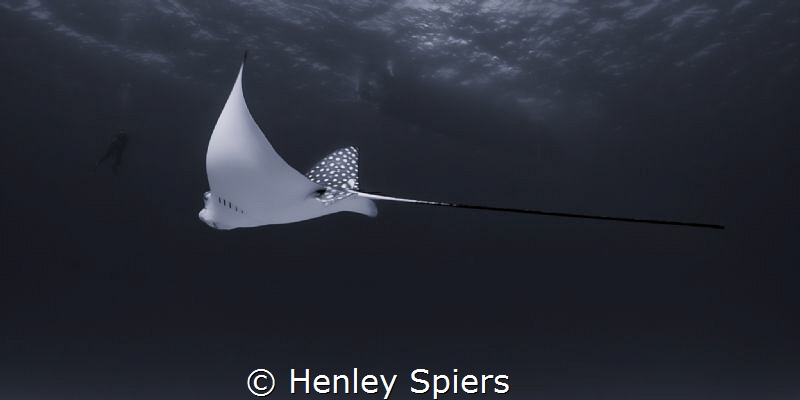 Eagle Ray Surprise by Henley Spiers 