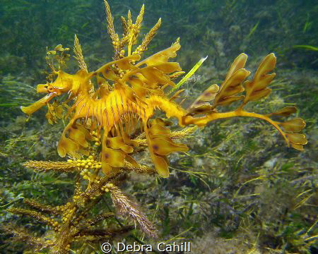 Leafy Sea Dragon Wool Bay Jetty Wool Bay South Australia by Debra Cahill 