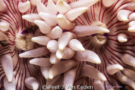 Inseparable. Two interwoven violet spotted sea anemones by Peet J Van Eeden 