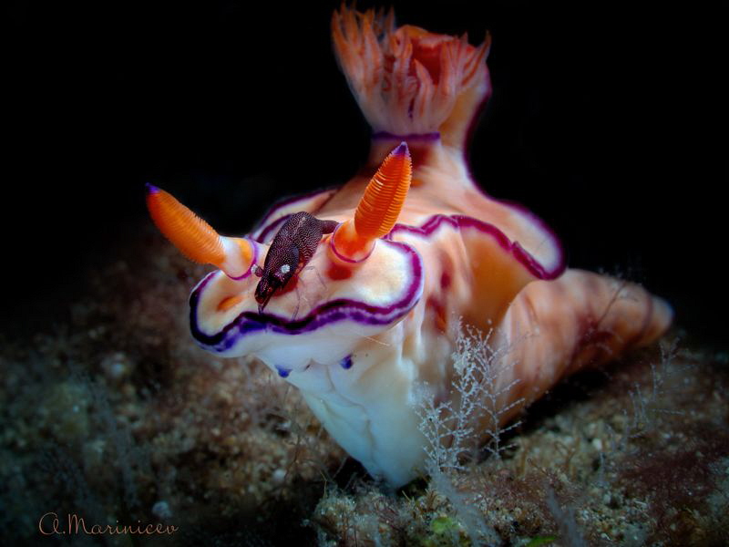 Nudibranch with shrimp by Aleksandr Marinicev 