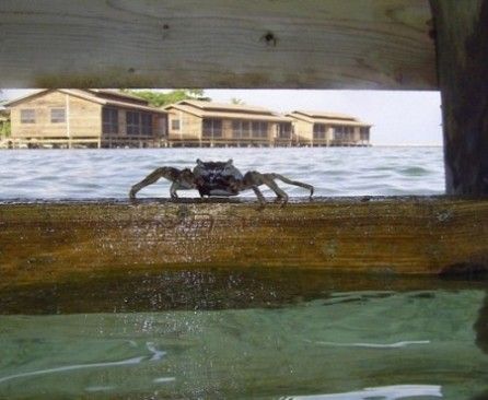 It's King Crab! This cutie was taken July 2004 at Roatan.... by Bonnie Conley 