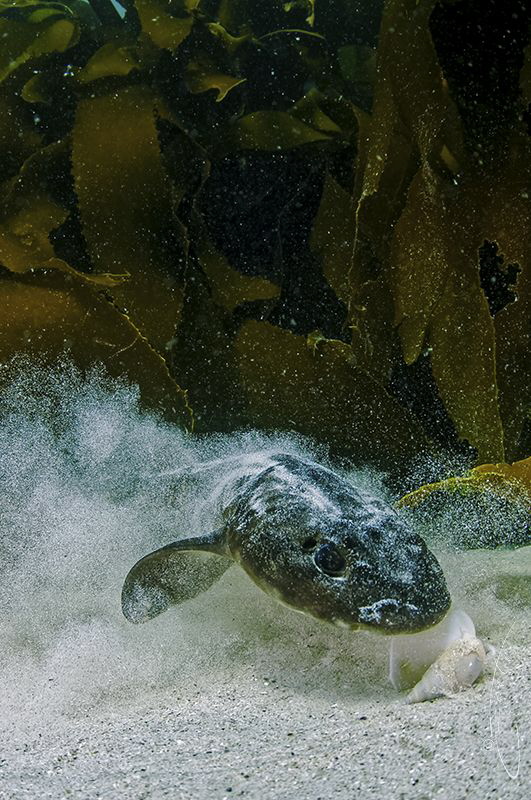 ~ Midday Snack ~
Dark Shy shark predating on a snail it ... by Geo Cloete 