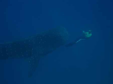 Whale Shark & Freediver taken in Mozambique Natural Light by Nicky Olckers 