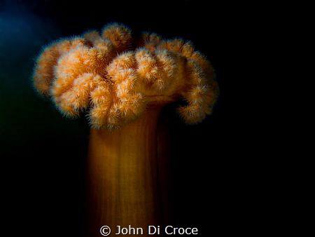 The giant plumose Anemone by John Di Croce 