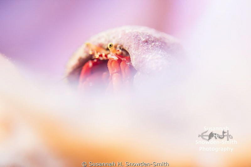 "Glamour Shot"

A hermit crab is framed through the edg... by Susannah H. Snowden-Smith 