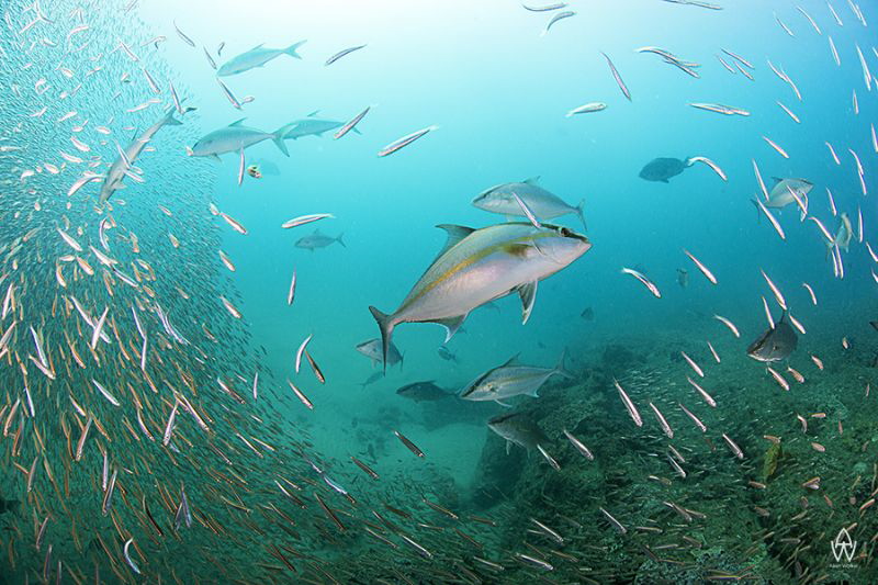 Tropical Yellow Tail (Amber Jack) hunting silversides on ... by Allen Walker 