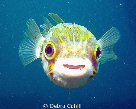 Porcupine fish here's looking at you kid Rapid Bay Jetty ... by Debra Cahill 