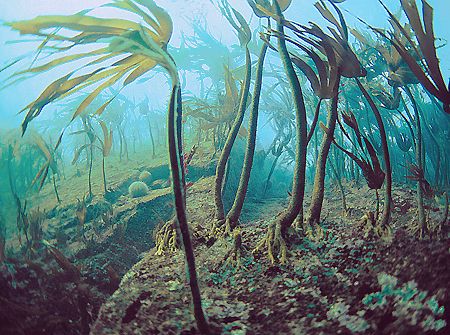 Kelp slope.
Farne Islands.
F90X 16mm. by Mark Thomas 