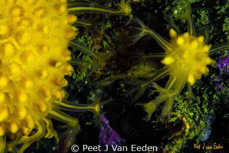 A lesson in how to become a great sun-burst soft coral by Peet J Van Eeden 
