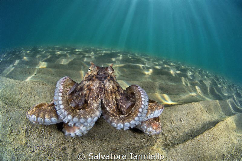 Octopus mammoths by Salvatore Ianniello 