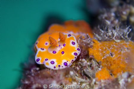 'colourwheel contrast' this nudibranch shot contrasted so... by Shane Hermans 