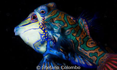 Two Mandarin fishes mating by Stefano Colombo 