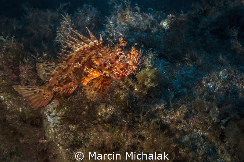 Red Scorpionfish resting by Marcin Michalak 