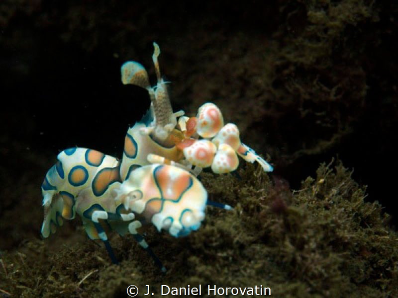 Interesting colour on this harlequin shrimp by J. Daniel Horovatin 