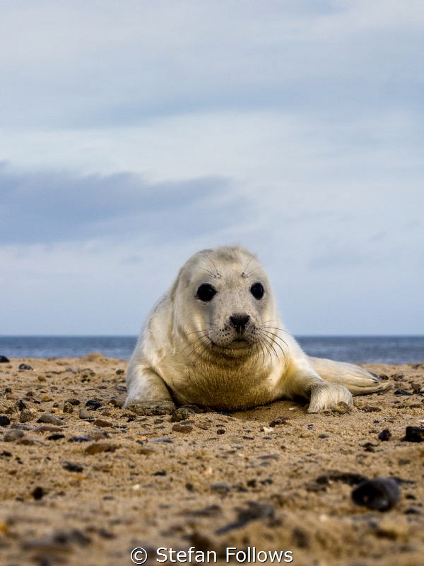 win·some

Grey Seal (pup) - Halichoerus grypus

Horse... by Stefan Follows 