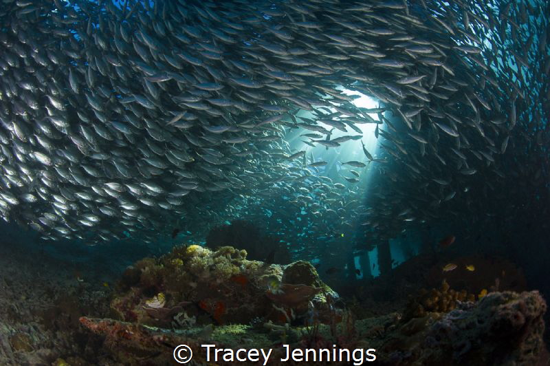 Under the jetty by Tracey Jennings 