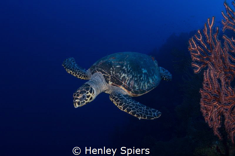 Hawksbill Turtle Head-On by Henley Spiers 